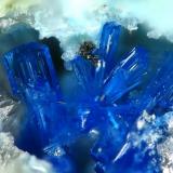 Linarite, Linares, Spain  1 mm (Author: Rewitzer Christian)