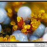 Cacoxenite, beraunite
Fumade, Castelnau-de-Brassac, Tarn, Midi-Pyrénées, France
fov 1.3 mm (Author: ploum)