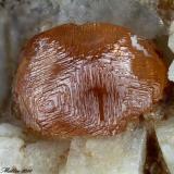 Spessartine
Rosina vein, San Piero in Campo, Campo nell’Elba, Elba Island, Livorno Province, Tuscany, Italy
3.29 mm orange Spessartine crystal (Author: Matteo_Chinellato)