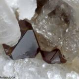 Uranmicrolite
Grotta d&rsquo;Oggi Quarry, San Piero in Campo, Campo nell&rsquo;Elba, Elba Island, Livorno Province, Tuscany, Italy
0.96 mm group of two brown Uranmicrolite crystals (Author: Matteo_Chinellato)