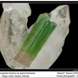 Tourmaline and quartz
Shigar Valley, Pakistan
fov 35 mm (Author: ploum)