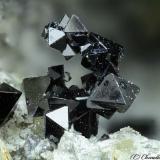 Spinel
San Vito quarry, San Vito, Ercolano, Monte Somma, Somma-Vesuvius Complex, Naples Province, Campania, Italy
1.41 mm group of Spinel crystals (Author: Matteo_Chinellato)