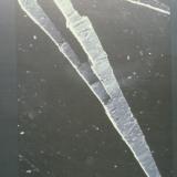Fluorite needle (bifurcated) SEM by George.Robinson
Suever Quarry, Delphos, Ohio, USA
around 6 mm (Author: John Medici)