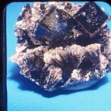 Fluorite sheaves and cubes
Delphos, Ohio, USA
4 cm (Author: John Medici)