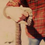 rattlesnake Carlsbad, NM (Author: John Medici)