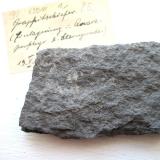 Graphite
Mühlenthal, Elbingerode, Harz, Germany.
7 x 4 cm
With 1921 label. (Author: Andreas Gerstenberg)