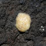 CalcedoniaAfloramiento por corte en carretera, Fuencaliente de La Palma, La Palma, Provincia de Santa Cruz de Tenerife, Canarias, España2 cm (Autor: canada)