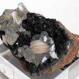 Cerussite with Baryte on hematite/limonite
ACF mine area, Mibladen, Midelt, Khenifra Province, Meknes-Tafilalet Region, Morocco.
8 x 5 x 4 cm; 292 gram (Author: Louis Friend)