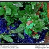 Olivenite, azurite and conichalcite
Christiana mine, Laurion, Greece
fov 9 mm (Author: ploum)