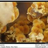 Cacoxenite
Fumade, Castelnau-de-Brassac, Tarn, Midi-Pyrénées, France
fov 2 mm (Author: ploum)