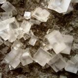 Halite
Neuhof-Ellers Potash Works, Neuhof, Fulda, Hesse, Germany
Largest crystals ~ 15 mm (Author: Tobi)