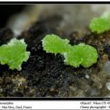 Pyromorphite
Mas Dieu, Gard, France
fov 5 mm (Author: ploum)