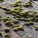 Musgo en Jebel Ewargizen.
G. Sobieszek photo. (Autor: Josele)