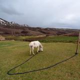 No falta el pasto en Anfgou.
G. Sobieszek photo. (Autor: Josele)