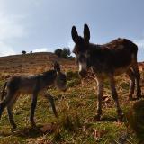 Los burros son el medio de transporte por excelencia de esta región.
G. Sobieszek photo. (Autor: Josele)