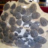 Losa con trilobites ordovícicos en un museo local cerca de Erfoud.
Fot. K. Dembicz. (Autor: Josele)