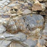 Trilobites "in situ".
Fot. K. Dembicz. (Autor: Josele)
