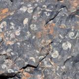 Caliza devónica "in situ" mostrando secciones de goniatites.
Fot. K. Dembicz. (Autor: Josele)