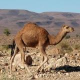 Los llaman camellos pero son dromedarios.
Fot. J. Scovil. (Autor: Josele)