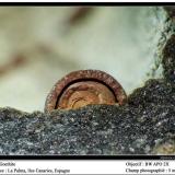 Goethite
La Palma, Canary Islands, Spain
fov 5 mm (Author: ploum)