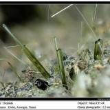 Diopside
Groire, Murol, Besse-et-Saint-Anastaise, Puy-de-Dôme, Auvergne, France
fov 2.5 mm (Author: ploum)