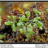 Pyromorphite  on Goethite
Mas Dieu, Gard, France
fov 3.5 mm (Author: ploum)