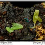 Pyromorphite and goethite
Mas Dieu, Gard, France
fov 5 mm (Author: ploum)