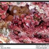 Erythrite
Bou Azer, Maroc
fov 14 mm (Author: ploum)