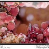 Erythrite
Bou Azer, Maroc
fov 8 mm (Author: ploum)