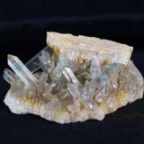 Celestina<br />Lagunas de Rabasa, Alicante/Alacant, Comarca Campo de Alicante, Alicante / Alacant, Comunidad Valenciana / Comunitat Valenciana, España<br />5 x 2 cm.<br /> (Autor: Pedro Antonio)