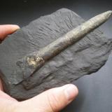 Belemnite piritizado
Reinosa (obras de la autovia), Cantabria, España
fósil de 11 cm (Autor: PabloR)