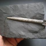 Belemnite piritizado
Reinosa (obras de la autovia), Cantabria, España
fósil de 9 cm (Autor: PabloR)