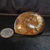 Ammonite
Morocco
5.2 cm x 5.1 cm (Author: trtlman)