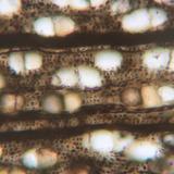 Madera fosilizada
De algún lugar de Texas, USA
FOV 1.17 mm
Madera fósil, fotografía bajo luz plana polarizada. (Autor: Vinoterapia)
