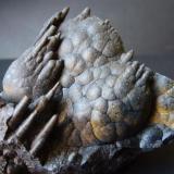 GoethitaLa Arboleda Mines, La Arboleda (Zugaztieta), Valle de Trápaga/Trapagaran, Comarca Gran Bilbao, Vizcaya / Bizkaia, Basque Country (Euskadi), Spain6 x 5 cm. (Autor: javier ruiz martin)