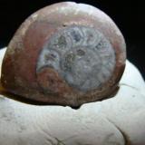 Ammonite
2.3cm x 1.9cm (Author: trtlman)