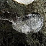 Analcime and Natrolite in Basalt
Parkgate Quarry, Co Antrim, Ireland.
The vug containing the Natrolite measures 7 mm across. (Author: nurbo)