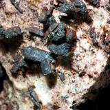 Calcosina
Indicio, Valdeteja de Cureño, Lugueros, León, Castilla y León , España.
Cristales de 7 mm (Autor: Antonio Carmona)