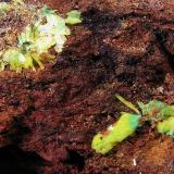 Sabugalita y Torbernita.
Mina El Lobo, La Haba, Badajoz, Extremadura.
7,5x3x3 cm.
Detalle pieza anterior. Col. y foto Nacho Gaspar. (Autor: Nacho)