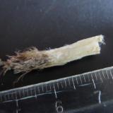 Nemalita (variedad fibrosa de brucita)
Estrie, Québec, Canadá
2’5 x 0’5 cm. (Autor: prcantos)