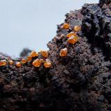 Wulfenite on Goethite.
Whim Creek, Pilbara Region, Western Australia, Australia.
25 x 18 mm approx. (Author: nurbo)