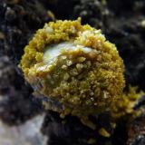 Pyromorphite on Campylite
Dry Gill Mine, Caldbeck Fells, Cumbria, England, UK.
Pyromorphite on Campylite 8 mm across (Author: nurbo)