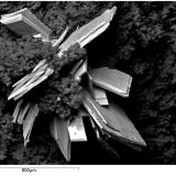 Saleeita
Mina La Commanderie, Deux-Sèvres, Francia
Los yacimientos de uranio de Deux-Sèvres en Poitou-Charentes han dado lugar a bellísimos minerales de uranio. Esta imagen se corresponde a un trabajito que aún tengo pendiente con mi amigo Jean-Marc Johannet, a quien mando un saludo si ve esto, y que se ha ido quedando atrás por temas de prioridades. (Autor: Cesar M. Salvan)