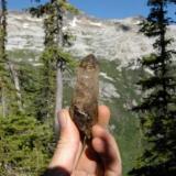 Large smoky phantom crystal I found at my clearview claim Passmore BC (Author: thecrystalfinder)