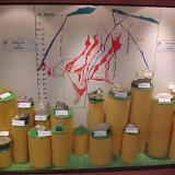 Exhibit in mine office with specimens in front of cross section through mine showing multiple chimneys (Author: Peter Megaw)