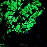 green fluorescent 005.JPG (Author: Glenn Rhein)