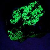 green fluorescent 003.JPG (Author: Glenn Rhein)