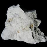Calcite 5- geode shell
Quarry in Stahovica, Slovenia
14 cm x 11 cm x 5 cm
 (Author: Leon56)