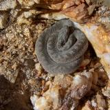 While banging on a rock to remove it, this small snake, an egg eater came out and I managed to get a nice photo of it. (Author: Pierre Joubert)