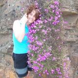 Flowers hanging straight down from a rock face in the Ceres Karoo. (Author: Pierre Joubert)